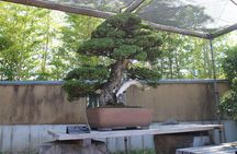 Bonsai Museum & Bonsai Experience