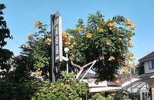 Bonsai Museum & Bonsai Experience