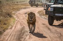 6 Days Private Budget Safari