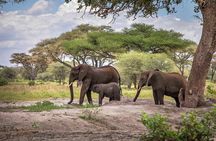 6 Days Private Budget Safari