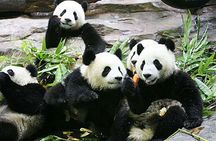 Guangzhou Chimelong Safari Park Private Guided Tour 