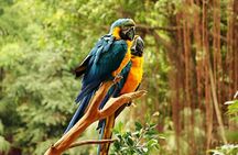 Guangzhou Chimelong Safari Park Private Guided Tour 