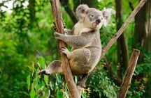 Guangzhou Chimelong Safari Park Private Guided Tour 