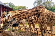 Full-Day Nairobi Tour with Carnivore Restaurant, Blixen Museum, Giraffe Centre,