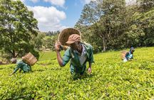 Kiambethu Tea Farm Full-Day Tour from Nairobi with Lunch