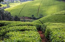 Kiambethu Tea Farm Full-Day Tour from Nairobi with Lunch