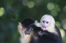 Manuel Antonio National Park guided tour