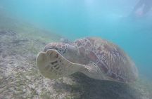Snorkeling Safari in Mirissa