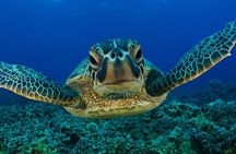 Snorkeling with Turtles in Mirissa
