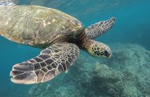 Snorkeling with Turtles in Mirissa
