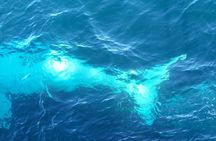 whale watching boat trip