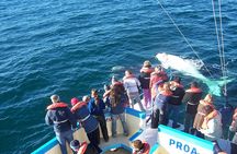 whale watching boat trip