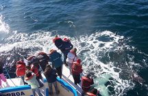whale watching boat trip