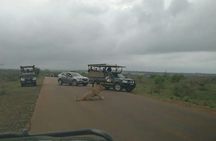 Sunrise Safari 