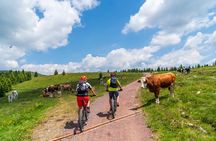 Pokljuka Mountain Biking