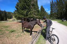 Pokljuka Mountain Biking