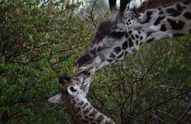 2 Days 1 Night tour to the Amboseli National Park.