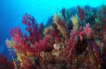 Scuba diving in Calabria, Italy