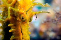 Scuba diving in Calabria, Italy