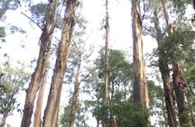 [Private Tour] Healesville Sanctuary Wildlife & Puffing Billy Steam Train