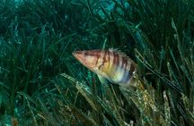 Mallorca: Discover Scuba Diving from the beach