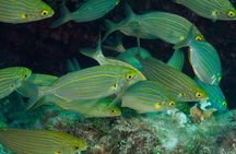 Mallorca: Discover Scuba Diving from the beach