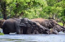 Special Half Day Yala Safari with Guide