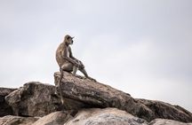 Special Half Day Yala Safari with Guide