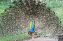 Special Half Day Yala Safari with Guide