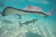 3-hour Lagoon Snorkeling Tour - Private Tour