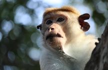 Half-Day Kumana National Park Private Safari with Pickup