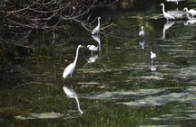 Half-Day Hong Kong Cycling Tour Including Dim Sum Lunch