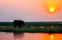 Sunset Cruise Wildlife Watching Experience at Zambezi River