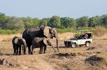 Safari Game Drive in Zambezi National Park with Hotel Pickup