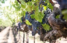 Etna trekking and wine tasting