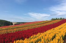 Private Hiace & Simple English Driver in Hokkaido(Sapporo Otaru Toya Furano)
