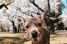 Private Hiace Hire in Kansai Area Osaka English Speaking Driver
