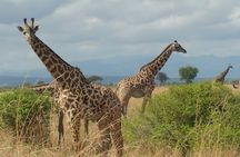 5 Days Safari to Nyerere NP (Selous GR) and Mikumi NP
