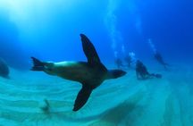 Cabo San Lucas Certified 2 Tank Dive at the Famous Arch and Land's End