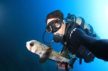 Cabo San Lucas Certified 2 Tank Dive at the Famous Arch and Land's End