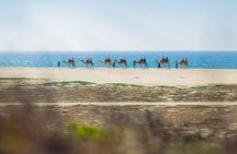 The Original Cabo Camel Ride, Mexican Buffet and Tequila Tasting