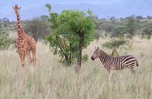 Tsavo East and Ngutuni Sanctuary Safari 3 days from Mombasa
