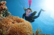 Quicksilver Great Barrier Reef Snorkel Cruise from Port Douglas