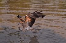 Jumping Crocodile Cruise with lunch
