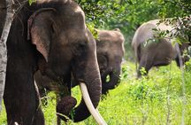 Half-Day Kumana National Park Private Safari with Pickup