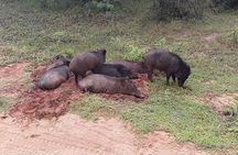 Half-Day Kumana National Park Private Safari with Pickup