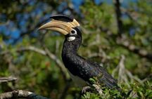 Half-Day Kumana National Park Private Safari with Pickup
