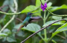 4-Day Manu Jungle Trip from Cusco