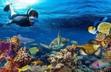 Dolphin watching and Snorkeling at Mnemba Atoll - Private Tour