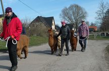 Alpaca hike in the Barnimer Feldmark